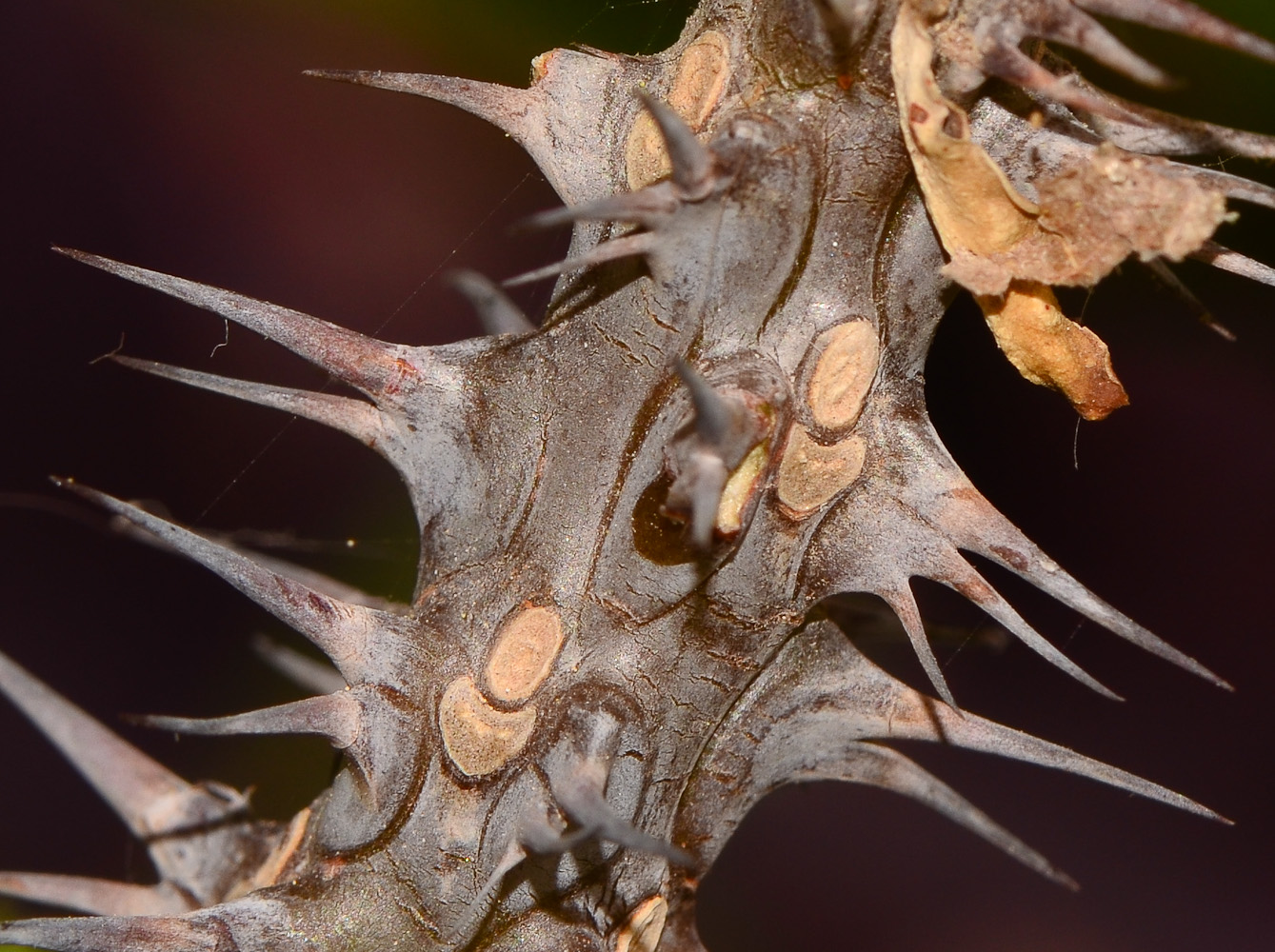 Image of Euphorbia splendens specimen.