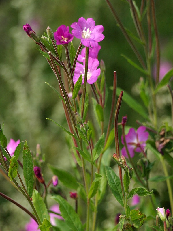 Изображение особи Epilobium hirsutum.