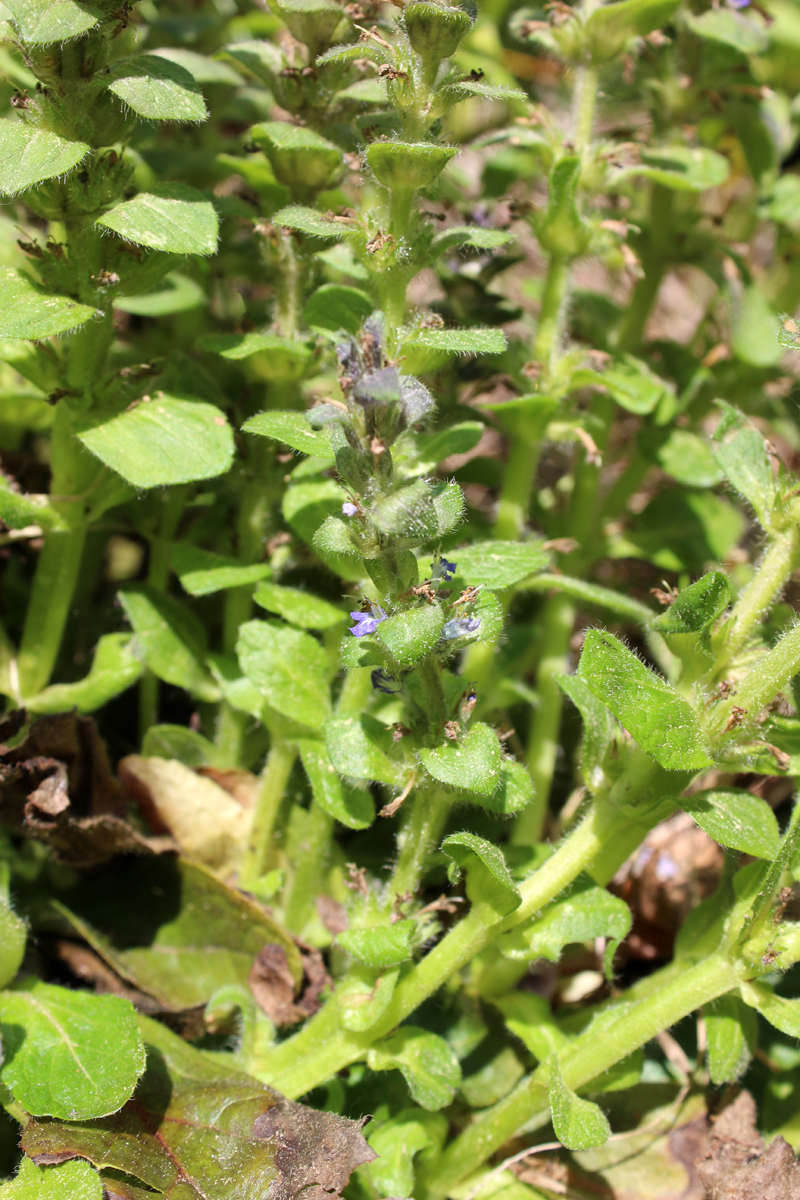 Изображение особи Ajuga pyramidalis.