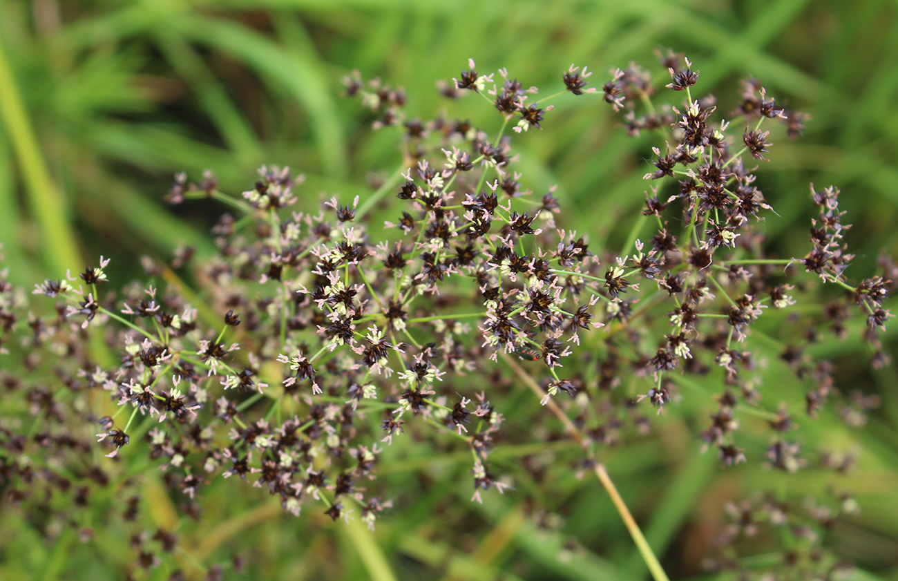 Изображение особи Juncus atratus.