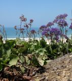 Limonium perezii. Цветущие растения на склоне к морю. Израиль, Шарон, г. Герцлия, высокий берег Средиземного моря, в культуре. 26.04.2015.