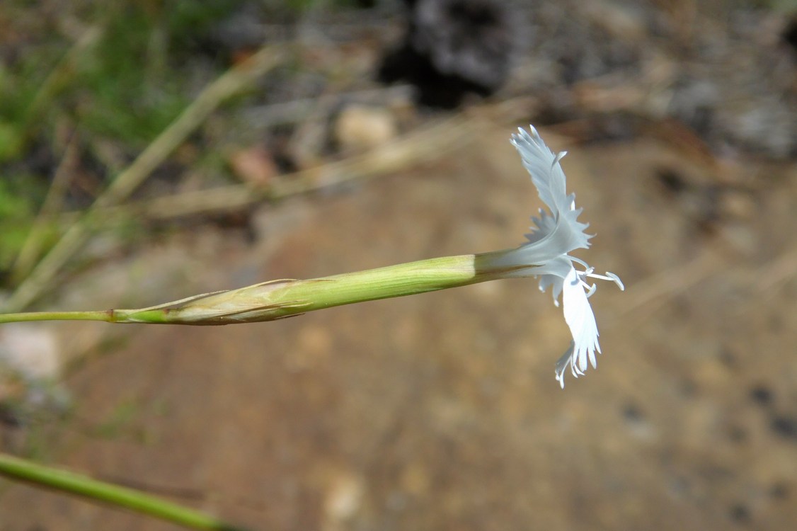 Изображение особи Dianthus fragrans.