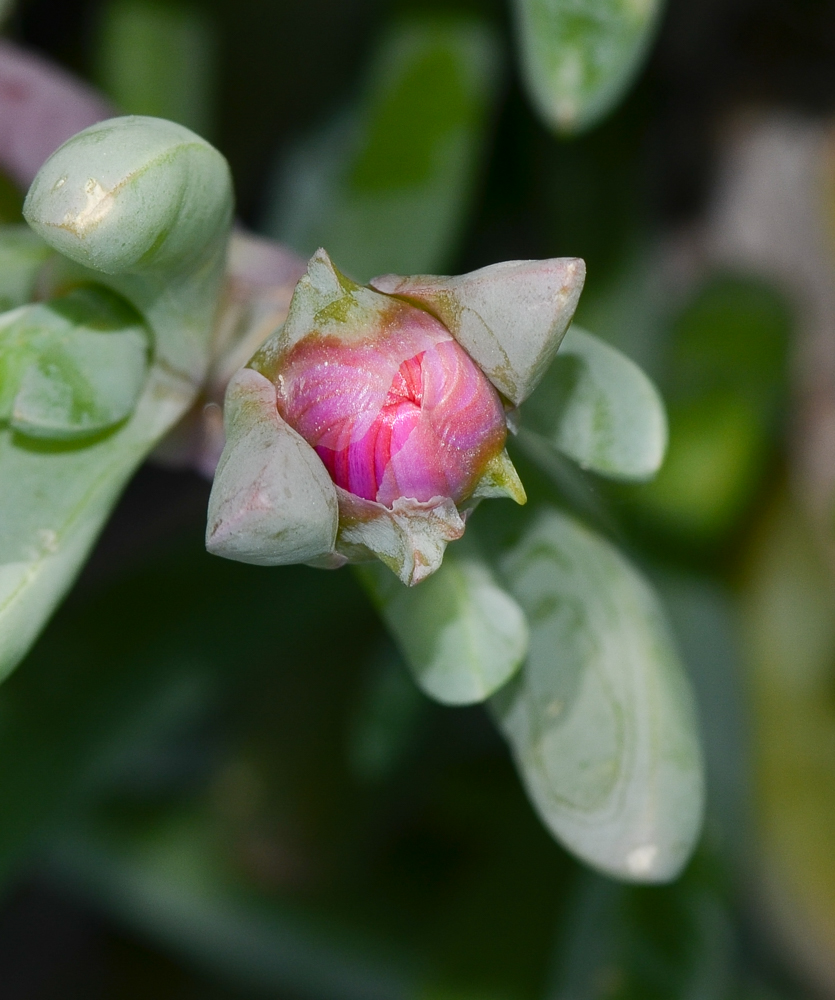 Изображение особи Malephora crocea.