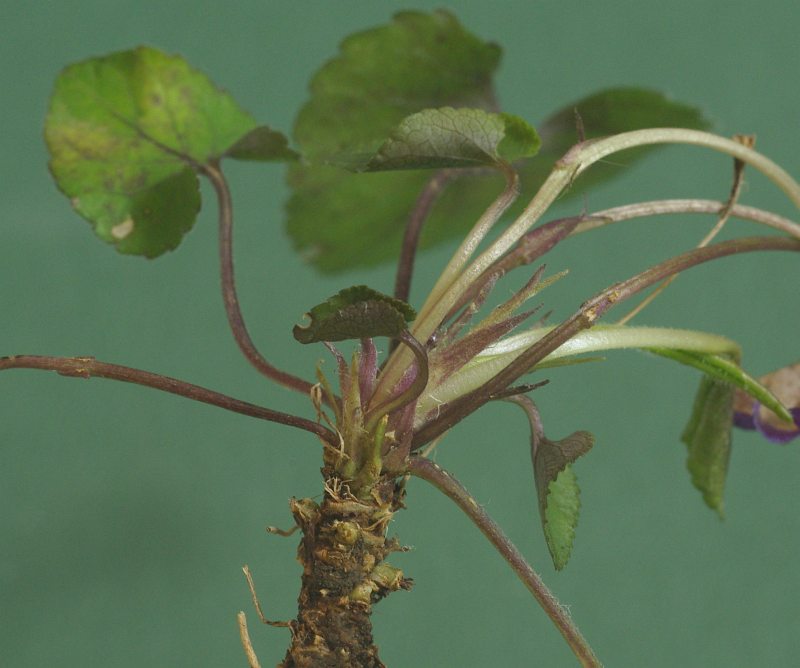 Image of Viola dehnhardtii specimen.