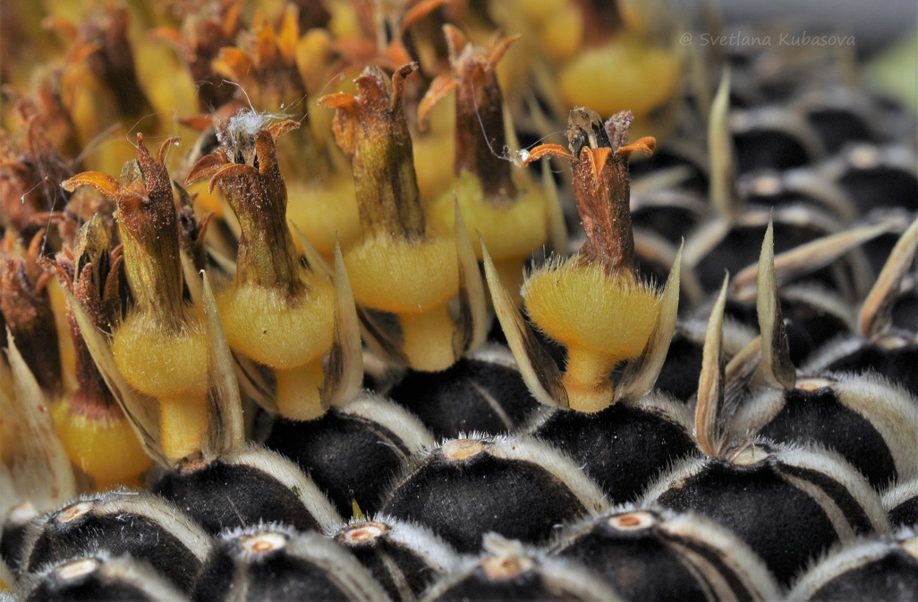 Изображение особи Helianthus annuus.