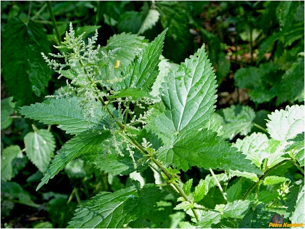 Изображение особи Urtica dioica.