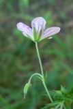 Geranium wlassovianum. Верхушка побега с цветком и бутоном. Амурская обл., Бурейский р-н, окр. с. Виноградовка, дубовый лес. 14.07.2016.