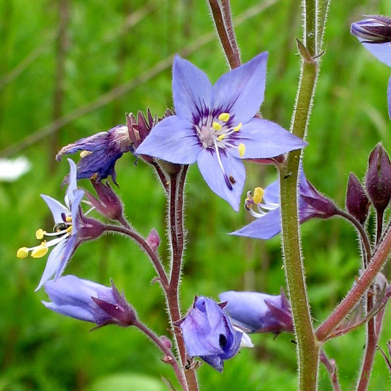 Изображение особи Polemonium laxiflorum.