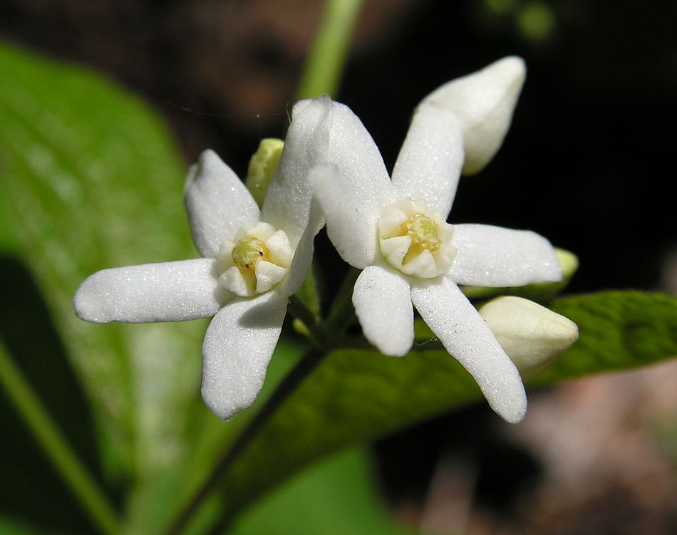 Image of Vincetoxicum ascyrifolium specimen.