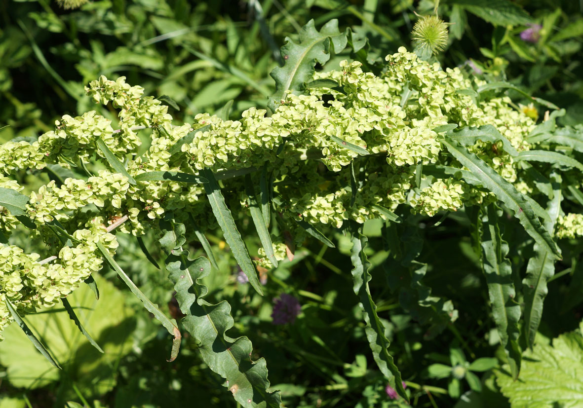 Image of Rumex crispus specimen.