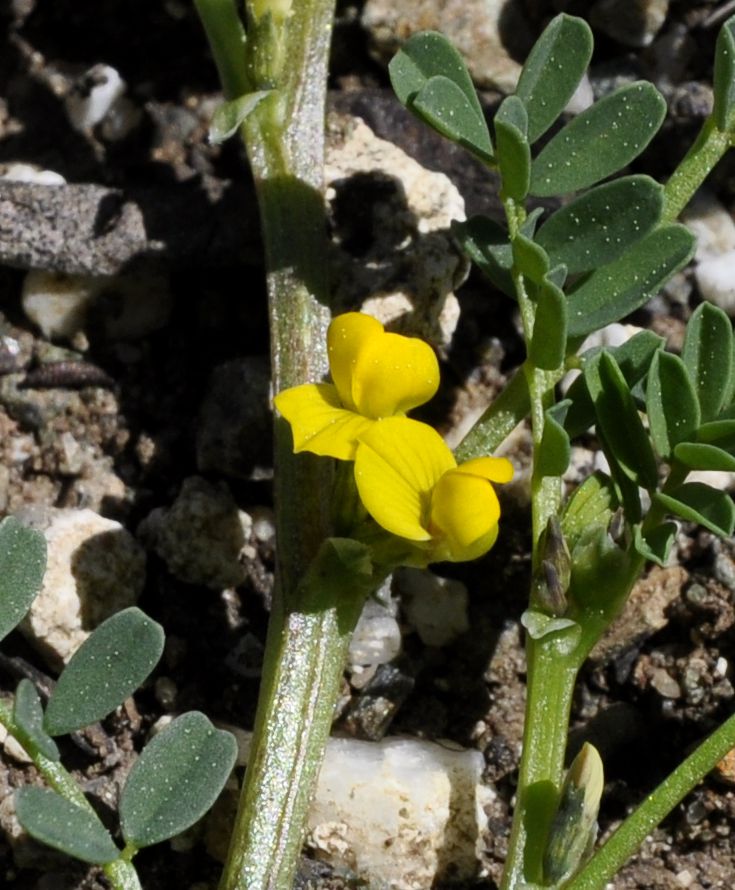 Image of Hippocrepis unisiliquosa specimen.