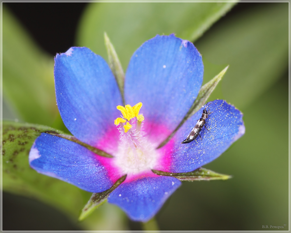 Image of Anagallis foemina specimen.