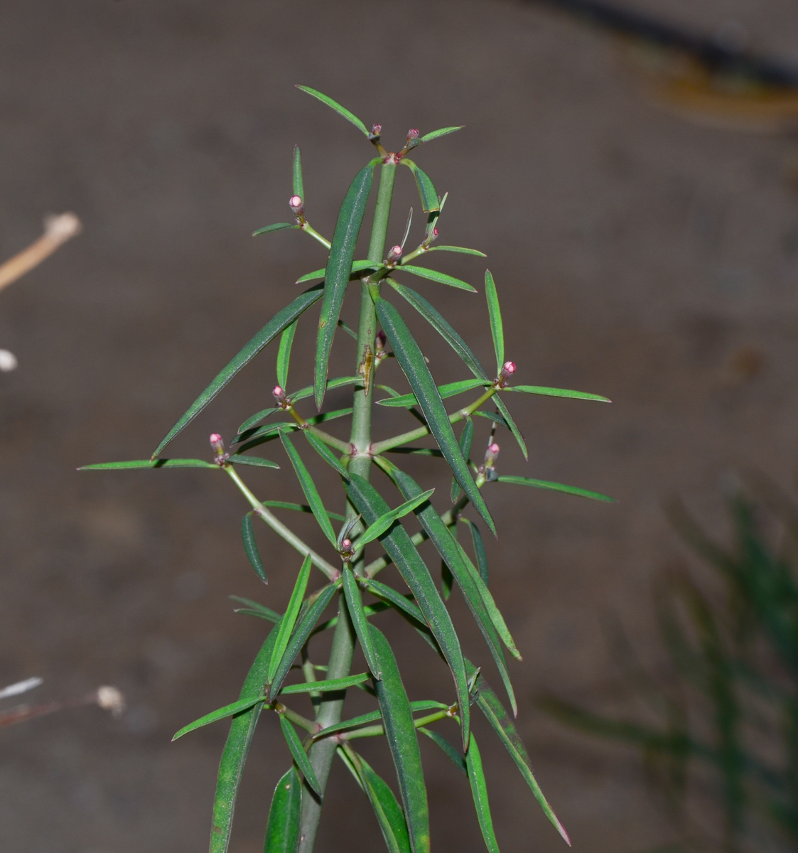 Изображение особи Euphorbia xanti.