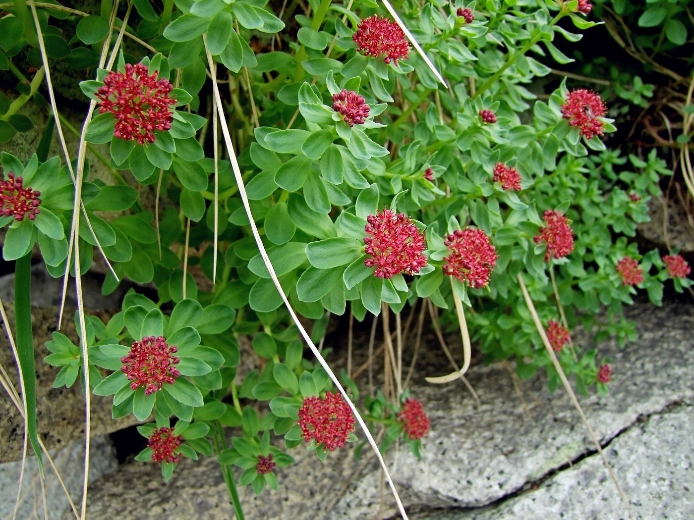 Image of Rhodiola integrifolia specimen.