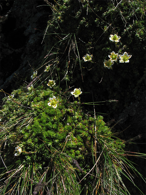 Image of Saxifraga bryoides specimen.