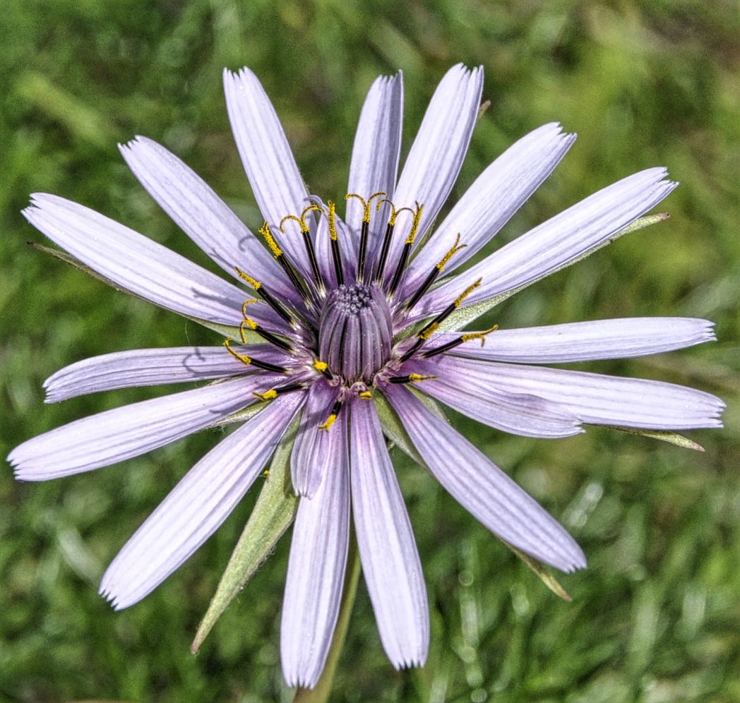 Image of Tragopogon porrifolius ssp. eriospermus specimen.