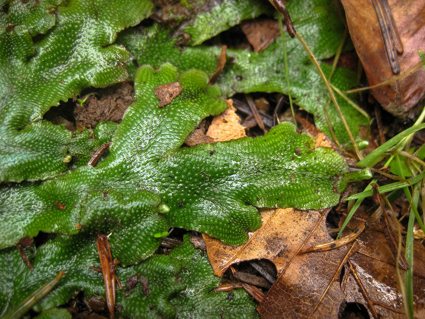 Image of Conocephalum conicum specimen.