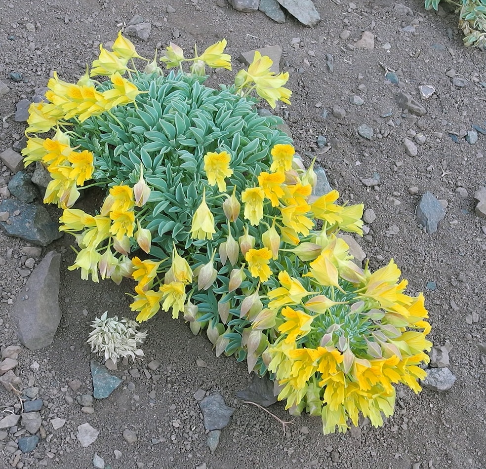 Изображение особи Tropaeolum incisum.