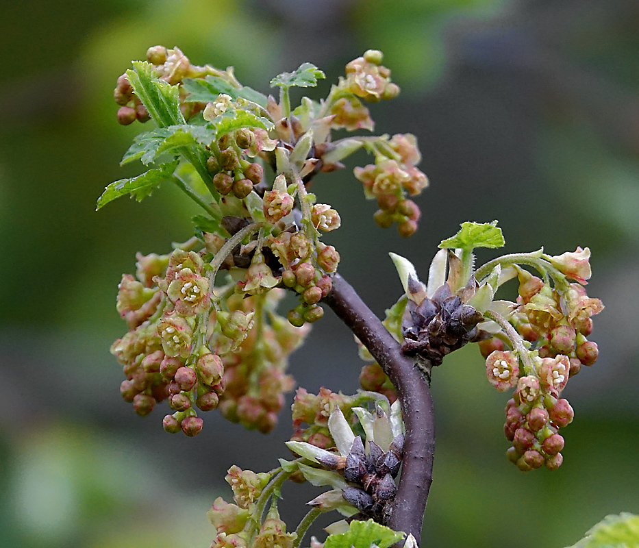 Изображение особи Ribes rubrum.