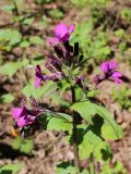 Lunaria annua. Верхушка цветущего растения с кормящимся шмелём. Беларусь, Минский р-н, остановочный пункт Зелёное, обочина дороги между смешанным хвойно-мелколиственным лесом и частным сектором. 14.05.2017.