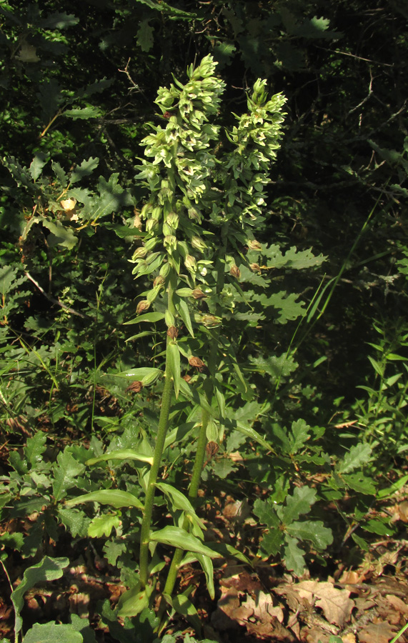 Image of Epipactis krymmontana specimen.