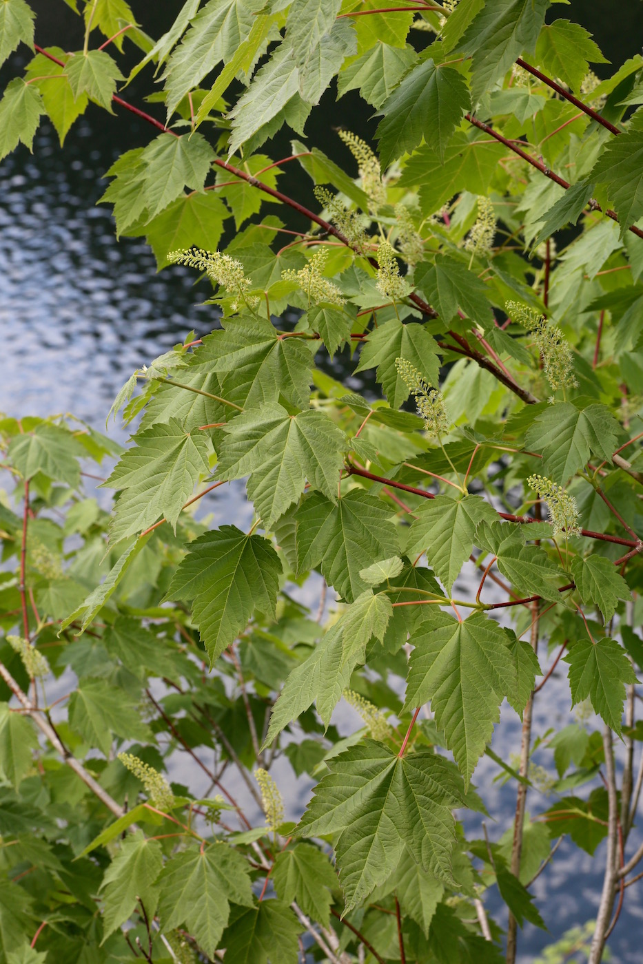 Image of Acer ukurunduense specimen.