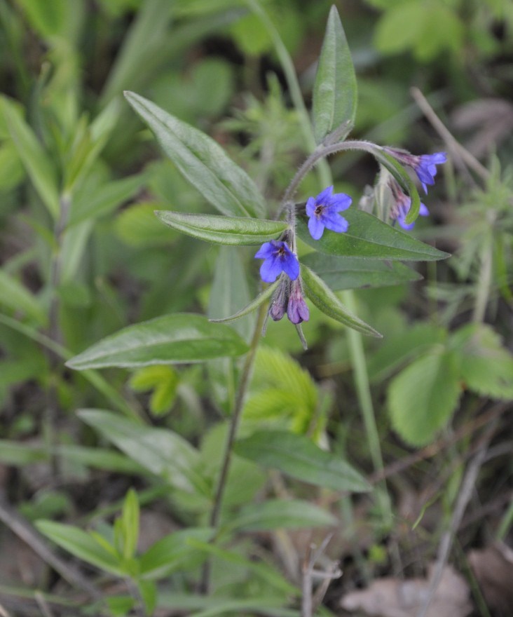 Image of Aegonychon purpureocaeruleum specimen.