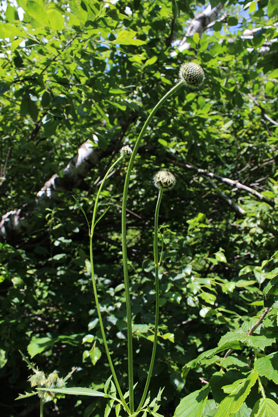 Image of Cephalaria gigantea specimen.