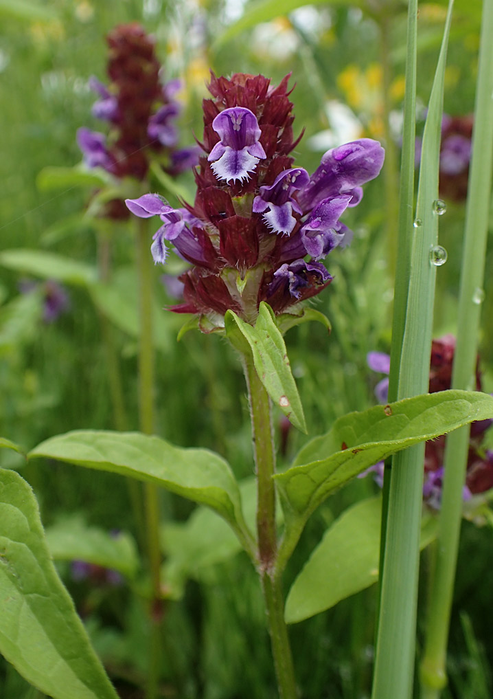 Image of Prunella vulgaris specimen.