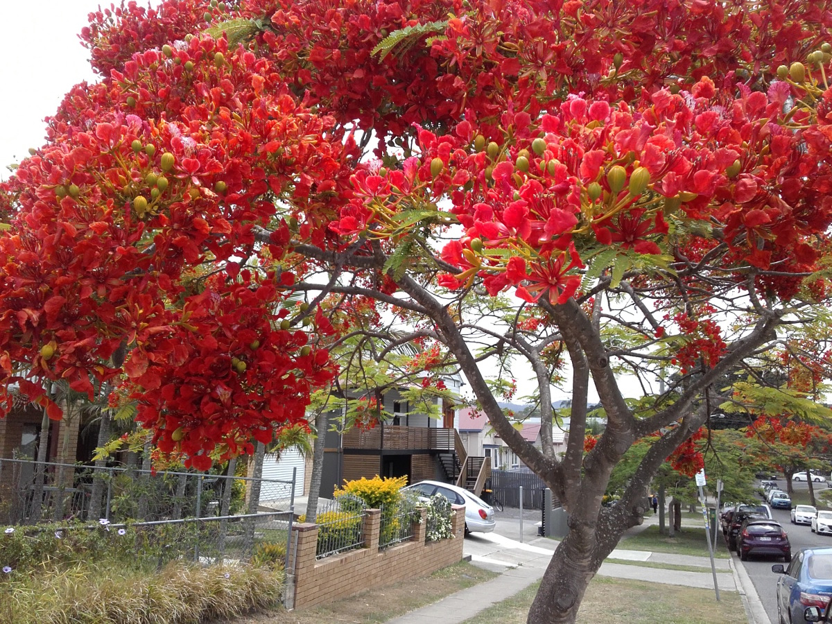 Изображение особи Delonix regia.