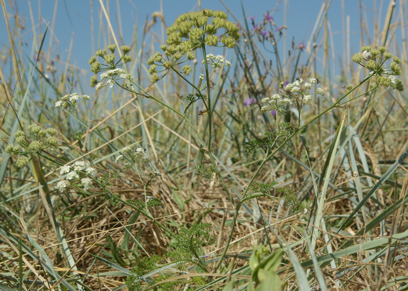 Изображение особи Astrodaucus littoralis.