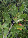 Quercus pubescens