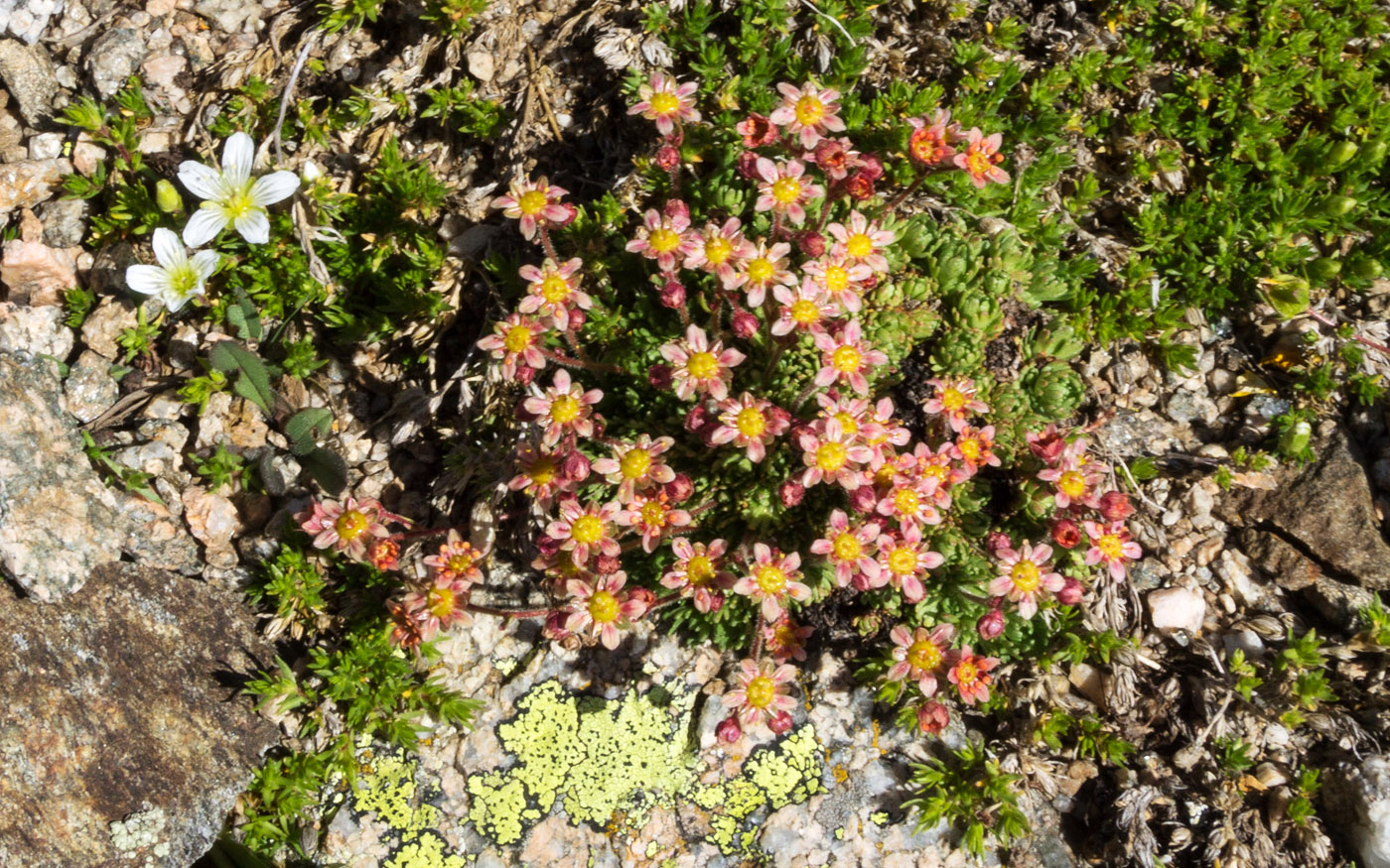 Image of Saxifraga moschata specimen.