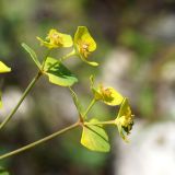 genus Euphorbia