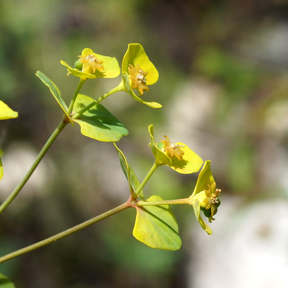 Изображение особи род Euphorbia.