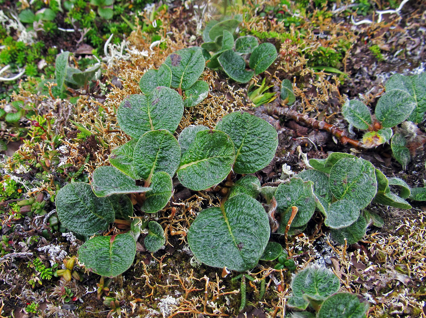 Image of genus Salix specimen.