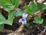 Viola sieheana