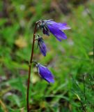 Campanula collina. Соцветие. Абхазия, Рицинский реликтовый национальный парк, гора Агура, урочище Каменная Поляна, ≈ 2300 м н.у.м., субальпийский луг. 14.07.2017.