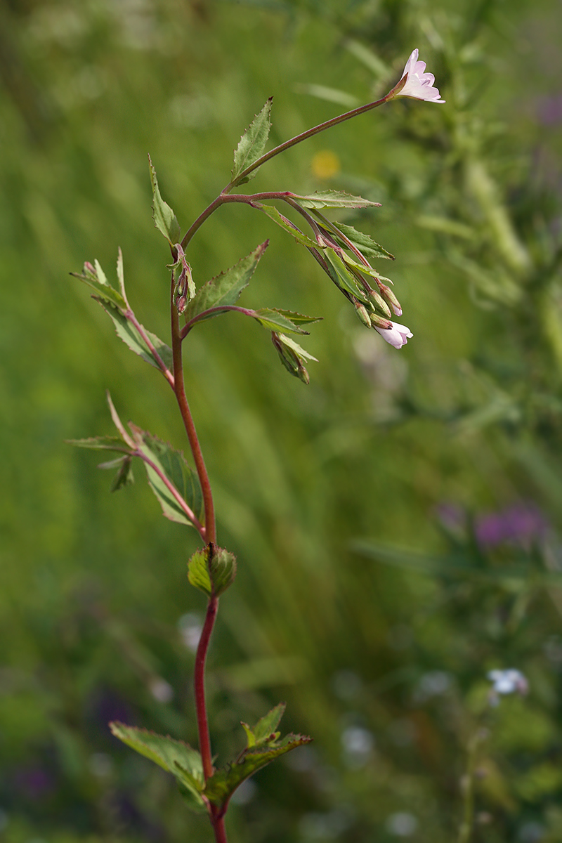 Image of Epilobium adenocaulon specimen.