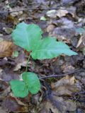 Fagus sylvatica