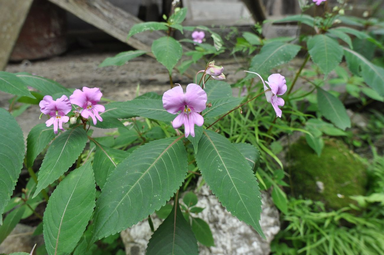 Image of Impatiens macrovexilla specimen.