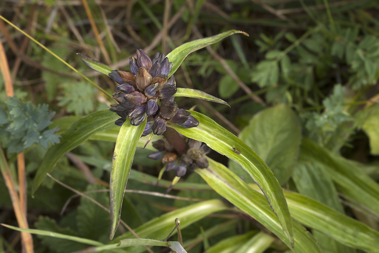 Image of Gentiana macrophylla specimen.