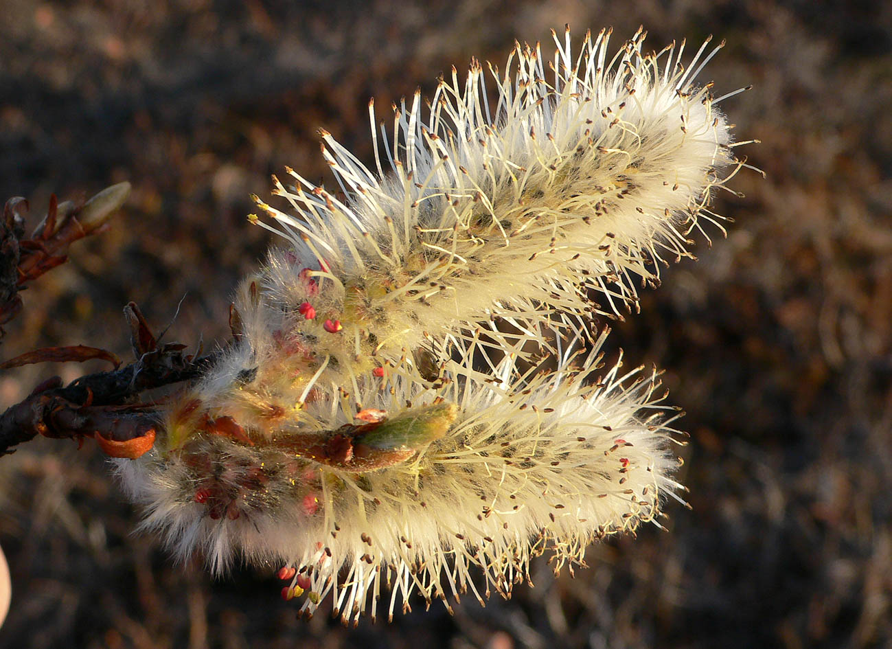 Image of genus Salix specimen.
