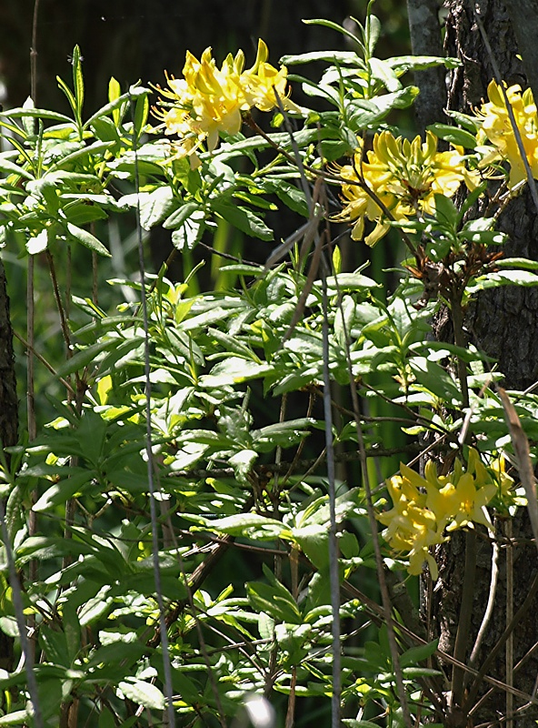 Image of Rhododendron luteum specimen.