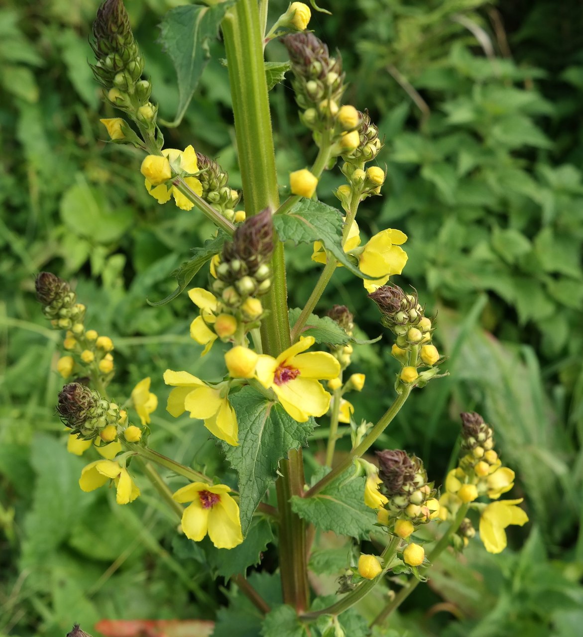 Image of Verbascum pyramidatum specimen.