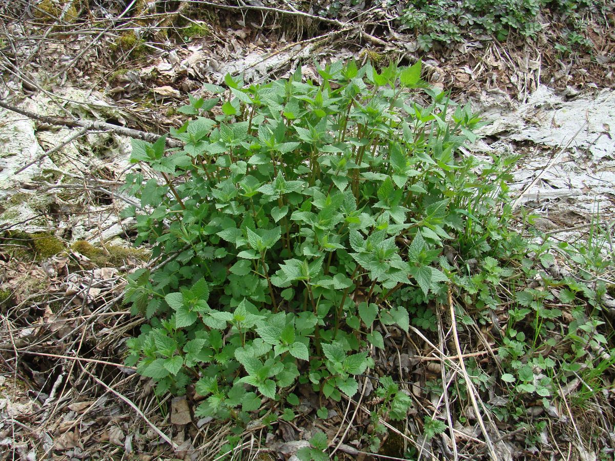 Image of Lamium album specimen.