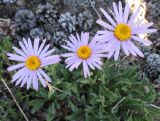 Aster alpinus