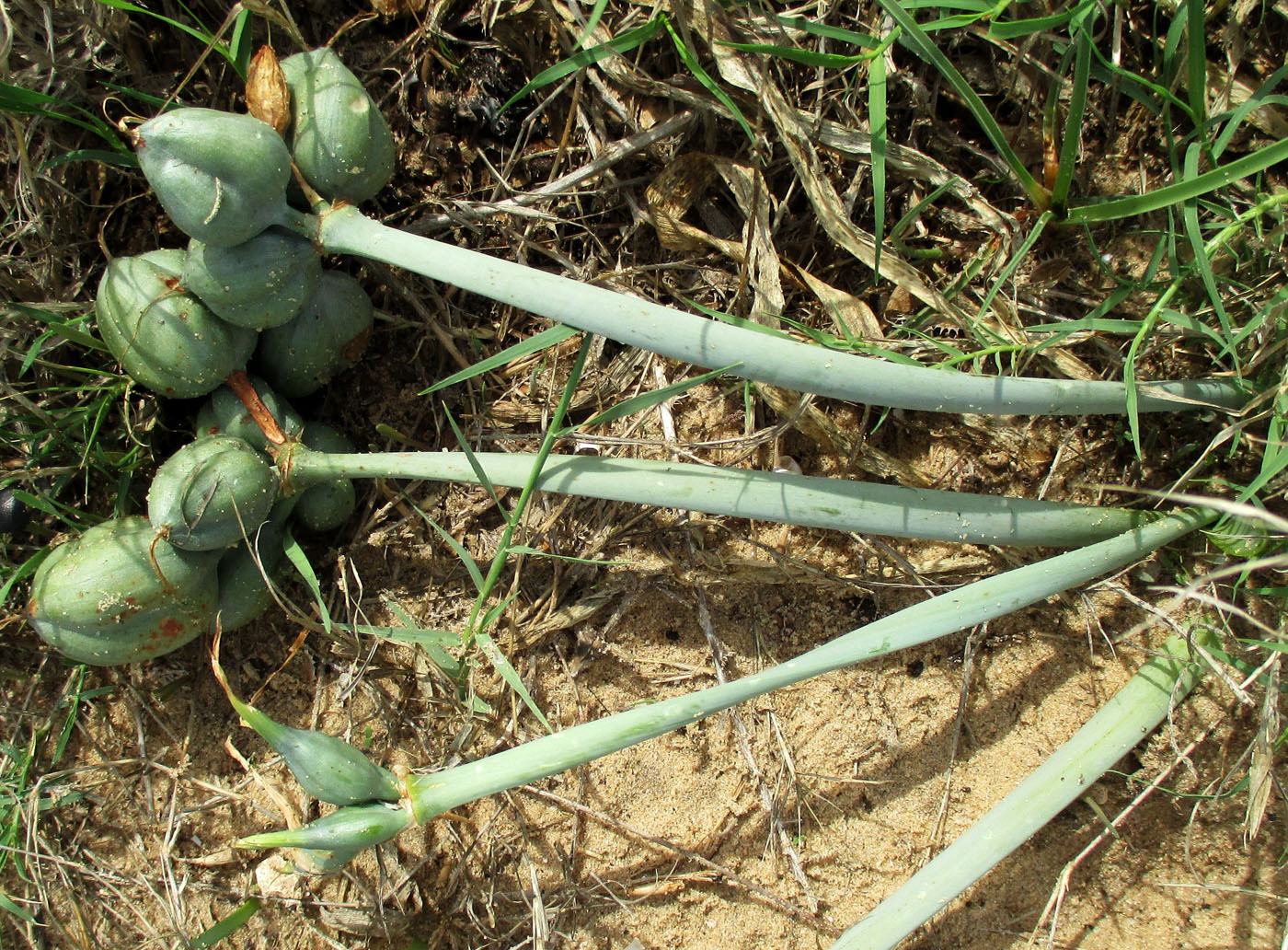 Image of Pancratium maritimum specimen.