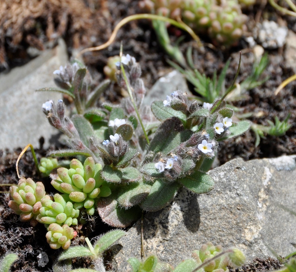 Image of Myosotis pusilla specimen.