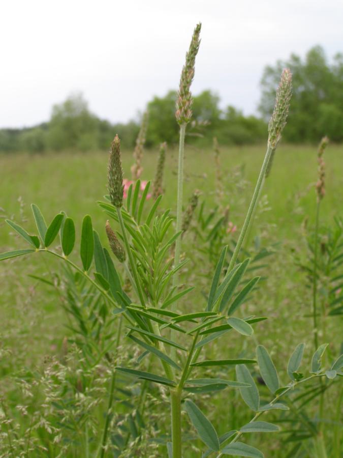 Image of Onobrychis arenaria specimen.